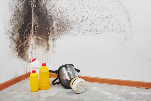 Best Toxic Mold Removal  in Tiger Point, FL