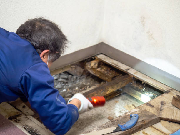 Best Emergency Mold Removal  in Tiger Point, FL